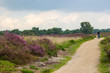 © Miroslawa Drozdowski - Heathland in National Park Maasduinen in the Netherlands