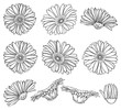Set with outline Gerbera or Gerber flower head and ornate bud in black isolated on white background.