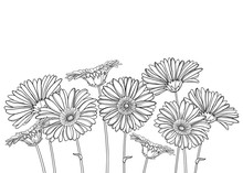 Bouquet With Outline Gerbera Or Gerber Flower And Ornate Bud In Black Isolated On White Background.