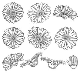 Wall Mural - Set with outline Gerbera or Gerber flower head and ornate bud in black isolated on white background.