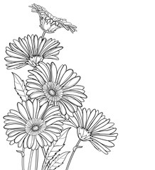 Wall Mural - Corner bouquet of outline Gerbera or Gerber flower in black isolated on white background.