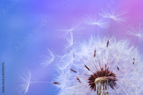 Beautiful dandelion flower ...