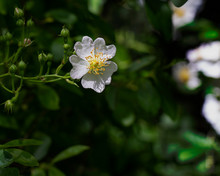 Delicate Blackberry Bloom Shines