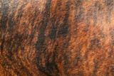 Fototapeta Natura - Close up of the brindle red and black hide of a Nguni cow, native cattle to southern Africa.