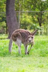 Close up view of adorable adult kangaroo standing on the grass. Wildlife animal concept in its natural environment. Australia. Symbol of Australia. Brisbane.