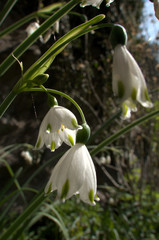 Wall Mural - Leucojum vernum; spring snowflakes flowering in Swiss cottage garden, alpine village of Berschis