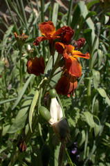 Wall Mural - Erysimum sp.; Red wallflower flowering in Swiss cottage garden, alpine village of Berschis