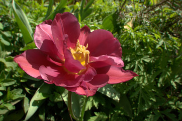 Wall Mural - Pink tulip flowering in Swiss cottage garden, alpine village of Berschis