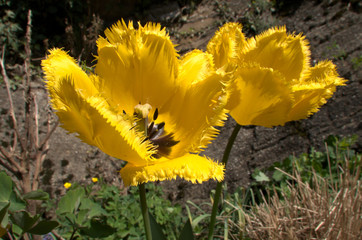 Wall Mural - Yellow fringed tulip flowering in Swiss cottage garden, alpine village of Berschis