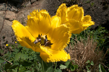 Wall Mural - Yellow fringed tulip flowering in Swiss cottage garden, alpine village of Berschis