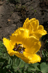 Wall Mural - Yellow fringed tulip flowering in Swiss cottage garden, alpine village of Berschis