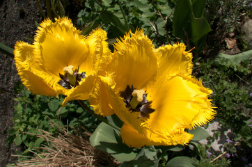 Wall Mural - Yellow fringed tulip flowering in Swiss cottage garden, alpine village of Berschis