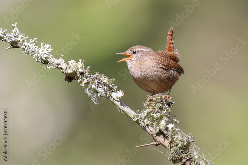 Fotografía Eurasian Wren is migratory bird