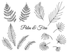 Vector Set Of Tropical Fern And Palm Leaves. Line Drawing Of Jungle Foliage. Hand Drawn Home Tropic Leaf Clip Art Isolated On White Background