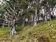 Dead spruce trees on a steep coastal hill provoke an eerie feel in a light fog. 