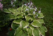 Hosta Is A Genus Of Plants Commonly Known As Hostas, Plantain Lilies And Occasionally By The Japanese Name Giboshi.