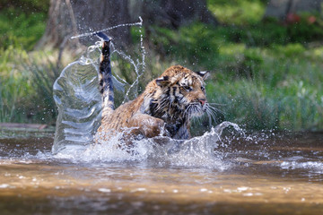 Wall Mural - Tiger springt im See