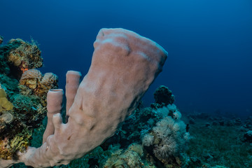 Coral reefs and water plants in the Red Sea, Eilat Israel