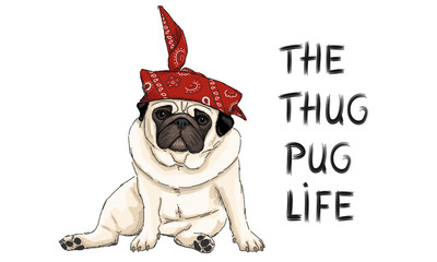 Wall Mural - hand drawn vector illustration of thug pug puppy dog, sitting down with red western scarf bandana and text