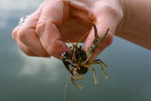 Up Close With A Hand Holding A Feisty Little Crawfish (crawdad)