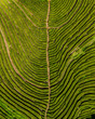 azores sao miguel porto formoso tea plantation above drone aerial