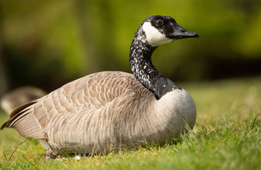 portrait of canada goose