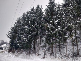 Pinos cubiertos de nieve en Rumanía Transilvania