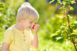© Maria Sbytova - Little boy picking red currants in a domestic garden on sunny day. Outdoors activities and fun for children in summer.