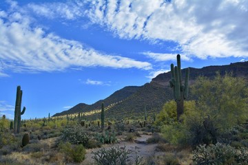 Usery Mountain Regional Park Mesa Arizona Landscape Desert