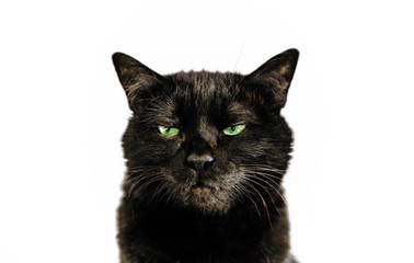 Portrait of common black cat with green eyes on white background. Horror atmospheres and halloween concept. Look panther and witch eyes. Bad luck and superstition.