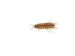 the small freshwater crustacean asellus aquaticus isolated on white