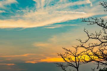 Wall Mural - Silhouette dead tree on beautiful sunrise on golden sky. Background for peaceful and tranquil concept. Light for hope and spiritual. Awakening and inspiration concept. Soul and respect concept.