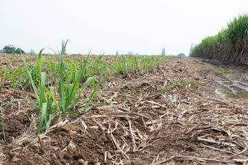 Wall Mural - Sugarcane planted to produce sugar and food.