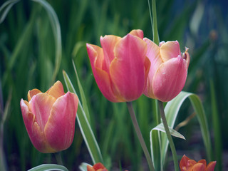 Groupe de tulipes .