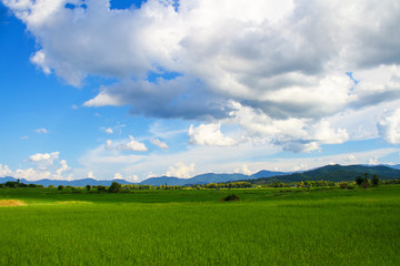 The wide field in the farming season with that perfect mountain, cloud and skyscape view.