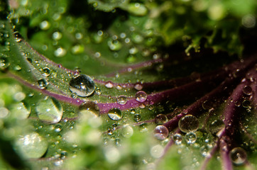 drops on leaf