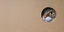 Maine Coon Cat Looking Funny Out Of A Hole In A Cardboard Box. Panoramic Image With Copy Space. 