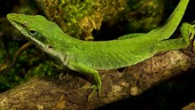 Beautiful Macro Shot Green Anole Lizard In Its Natural Habitat!