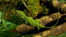 Beautiful Macro Shot Green Anole Lizard In Its Natural Habitat!