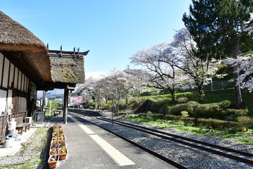 Poster - 湯野上温泉駅　枝垂れ桜