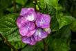 Purple Hydrangea bloom