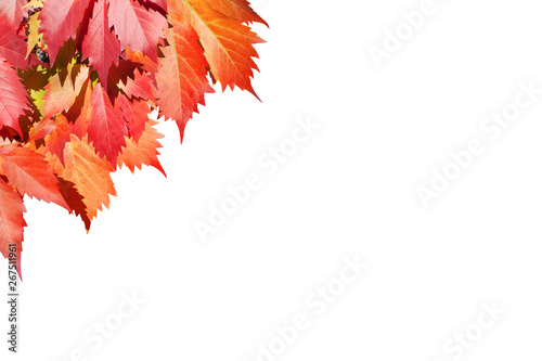 Red Grape Leaves On White Background Isolated Close Up Autumn