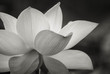  lotus flower on the pond at sunny day.Black and white colower of Lotus flower.