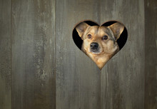 The Dog Looks Through A Hole In The Wooden Fence. It Is In The Shape Of A Heart.