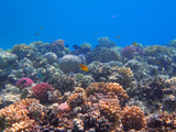 Fototapeta Do akwarium - coral reef in egypt