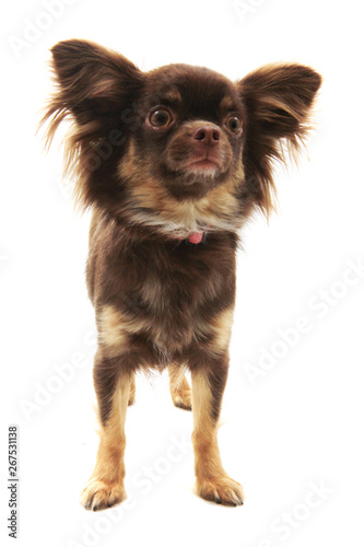 Brown Long Hair Chihuahua Isolated Buy This Stock Photo And
