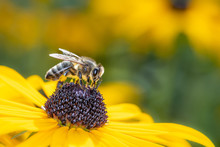 Bee Pollinates Coneflower - Rudbeckia Subtomentosa