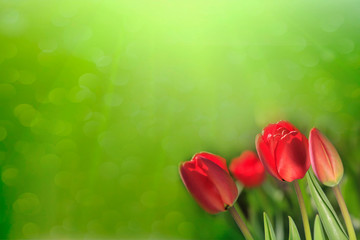 Closeup of fresh tulip flowers on green background