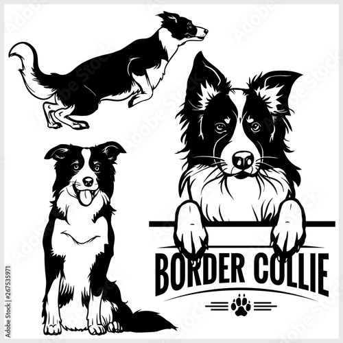 Dekoracja na wymiar  pasterskie-psy-border-collie-na-bialym-tle-czarnym-kolorem