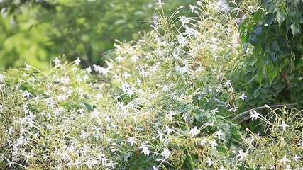 Wall Mural - female yellow sunbird is drinking nectar from the white flowers of tropical cork tree during spring season